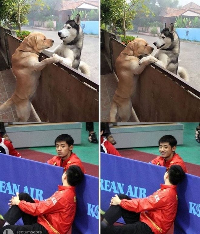 奥地利乒乓球队险胜英国乒乓球队，张继科制霸全场