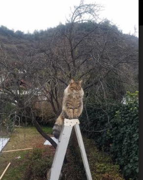 克莱·汤普森，骑士时代的无声主宰，横扫篮网的隐形引擎